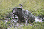 Wasserbffel im Schlamm