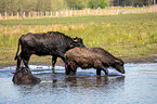 Wasserbffel am Wasser