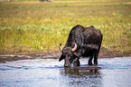 Wasserbffel am Wasser