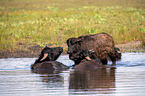 Wasserbffel im Wasser