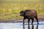 Wasserbffel am Wasser