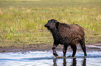 Wasserbffel am Wasser