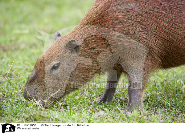 Wasserschwein / Capybara / JR-01651