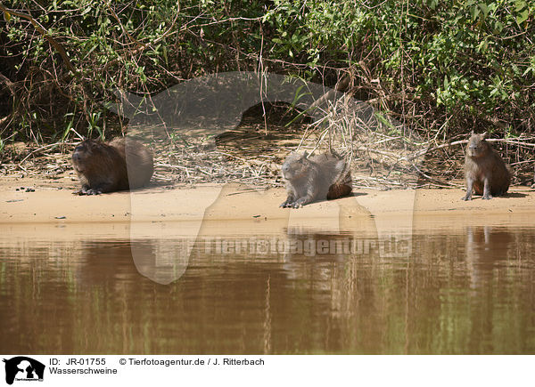 Wasserschweine / Capybaras / JR-01755