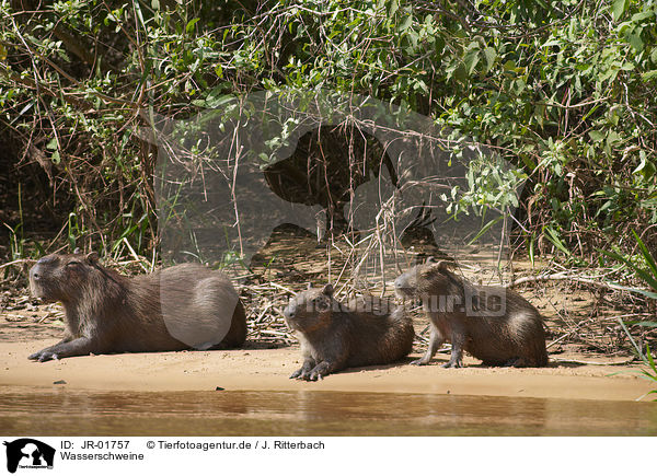 Wasserschweine / Capybaras / JR-01757