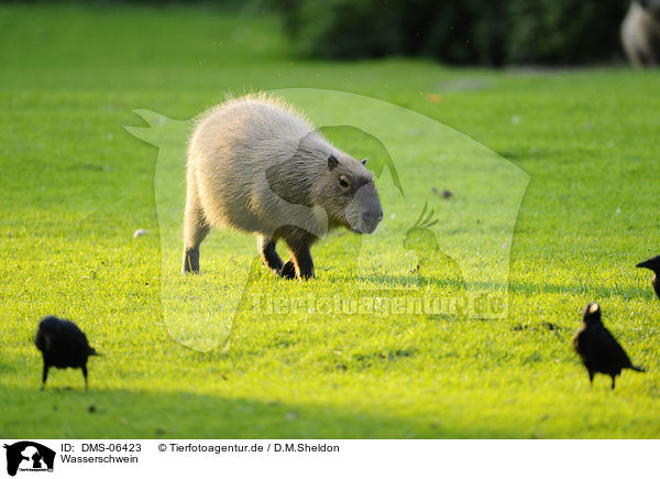 Wasserschwein / capibara / DMS-06423