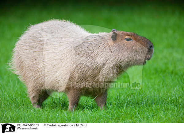 Wasserschwein / capybara / MAZ-05352