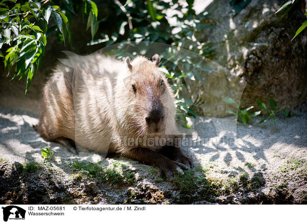 Wasserschwein / capybara / MAZ-05681
