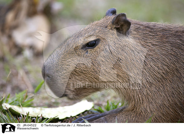 Wasserschwein / Capybara / JR-04522