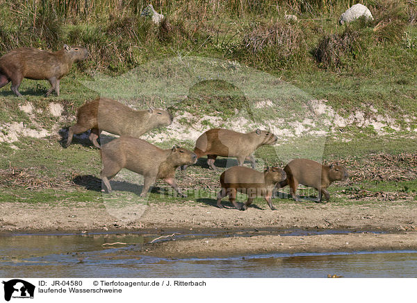 laufende Wasserschweine / walking Capybaras / JR-04580