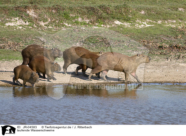 laufende Wasserschweine / walking Capybaras / JR-04583