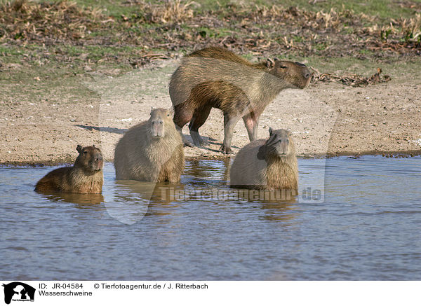 Wasserschweine / Capybaras / JR-04584