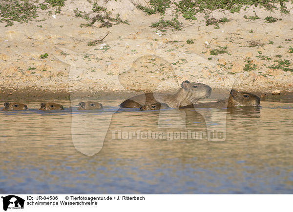 schwimmende Wasserschweine / JR-04586