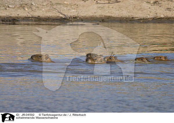 schwimmende Wasserschweine / swimming Capybaras / JR-04592