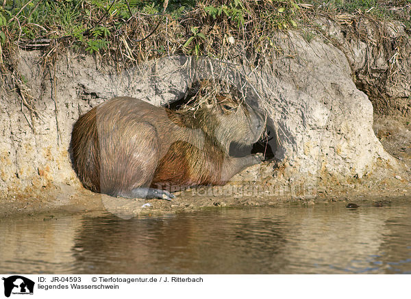liegendes Wasserschwein / lying Capybara / JR-04593