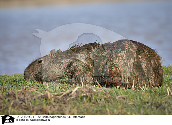 liegendes Wasserschwein / lying Capybara / JR-04594
