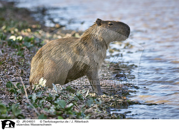 sitzendes Wasserschwein / JR-04601