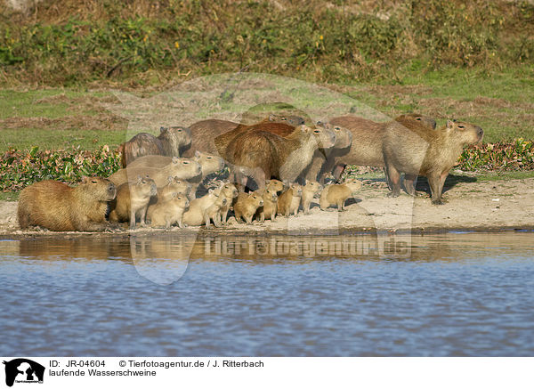 laufende Wasserschweine / JR-04604