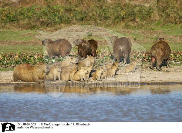 laufende Wasserschweine / walking Capybaras / JR-04605