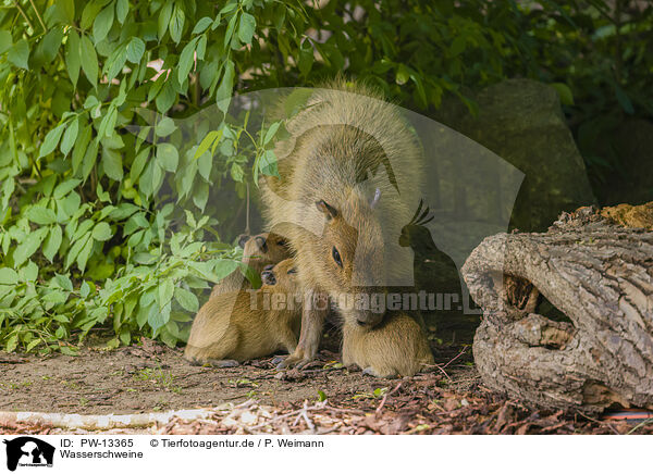 Wasserschweine / Capybaras / PW-13365
