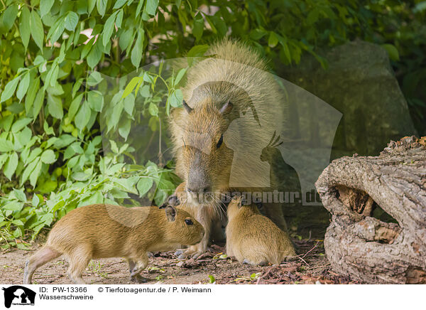 Wasserschweine / Capybaras / PW-13366