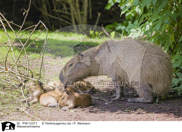 Wasserschweine / Capybaras / PW-13371