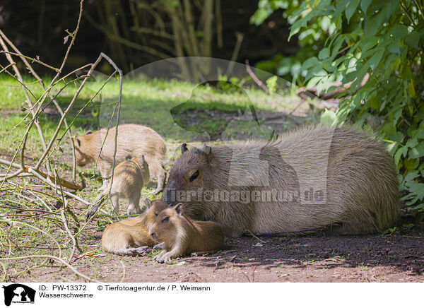 Wasserschweine / Capybaras / PW-13372
