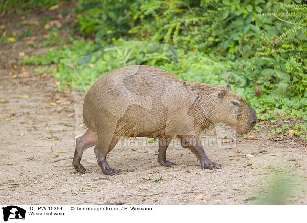 Wasserschwein / Capybara / PW-15394