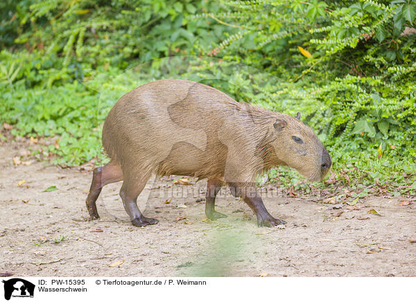Wasserschwein / Capybara / PW-15395