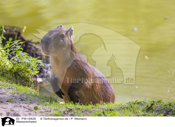 Wasserschwein / Capybara / PW-16626