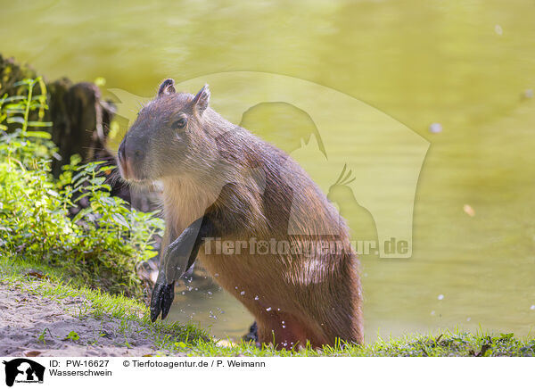 Wasserschwein / Capybara / PW-16627