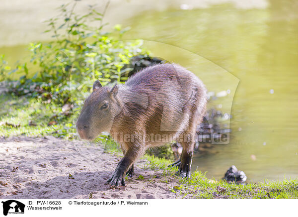 Wasserschwein / Capybara / PW-16628