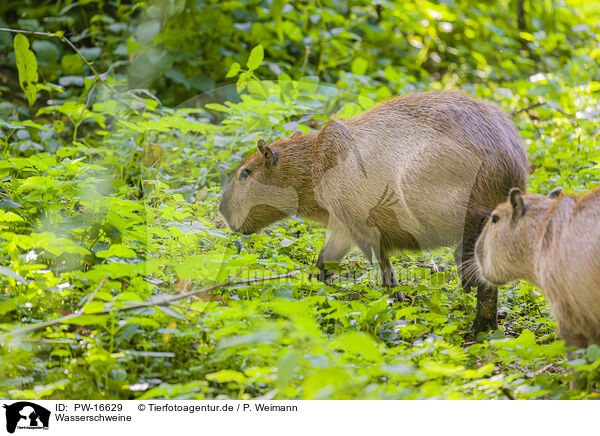 Wasserschweine / Capybaras / PW-16629