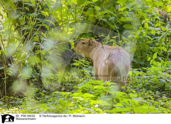 Wasserschwein / Capybara / PW-16630