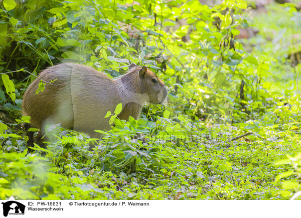Wasserschwein / Capybara / PW-16631