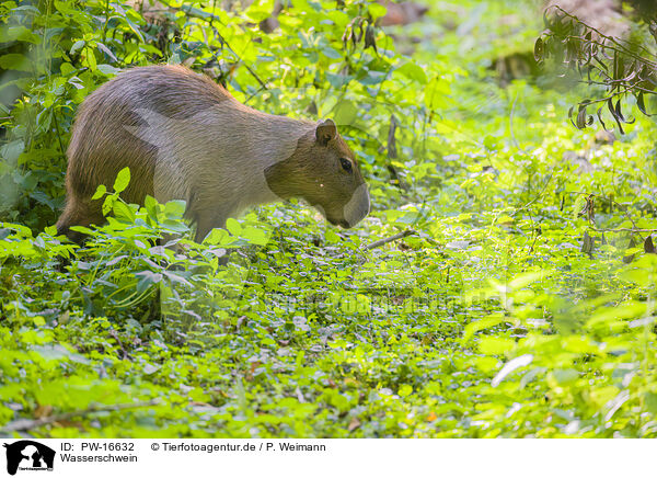 Wasserschwein / Capybara / PW-16632