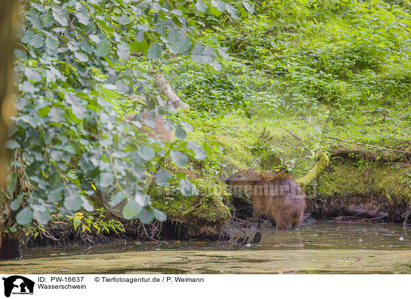 Wasserschwein / Capybara / PW-16637