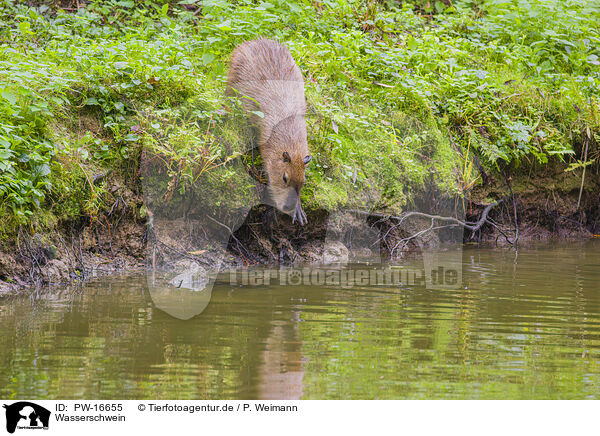 Wasserschwein / Capybara / PW-16655
