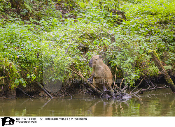 Wasserschwein / Capybara / PW-16658