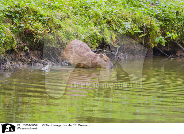 Wasserschwein / Capybara / PW-16659