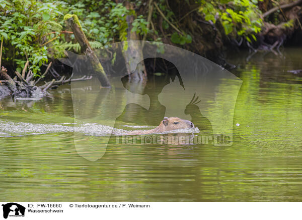 Wasserschwein / Capybara / PW-16660