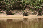 Wasserschweine