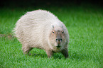 Wasserschwein