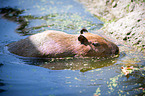 Wasserschwein