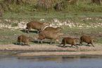 laufende Wasserschweine