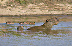 schwimmende Wasserschweine