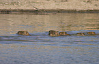 schwimmende Wasserschweine