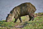 laufendes Wasserschwein