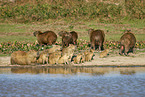 laufende Wasserschweine