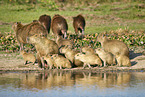 laufende Wasserschweine